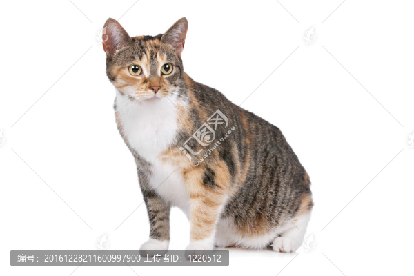 貓