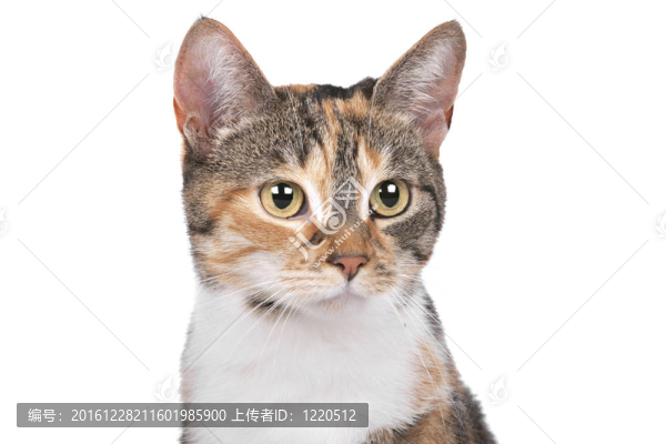貓