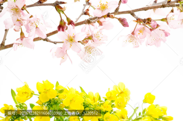 櫻花與油菜花