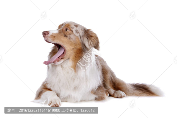 澳大利亞牧羊犬