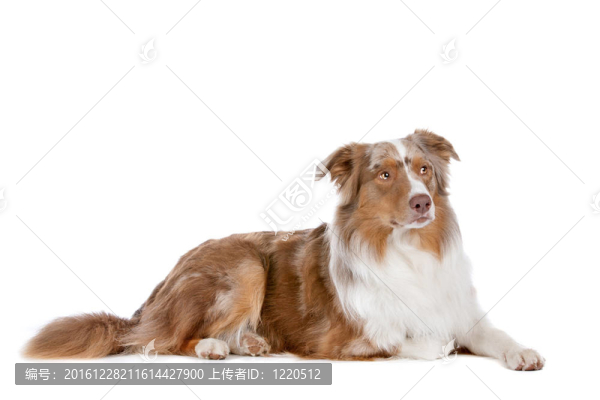 澳大利亞牧羊犬
