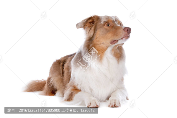 澳大利亞牧羊犬