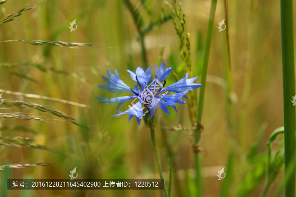藍色的矢車菊