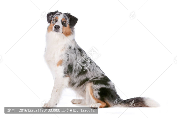 澳大利亞牧羊犬
