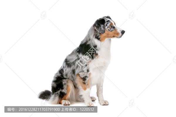 澳大利亞牧羊犬