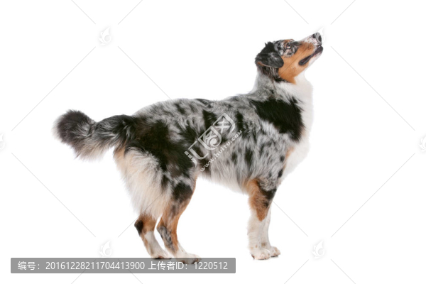 澳大利亞牧羊犬