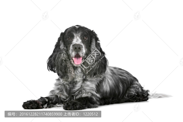 藍(lán)馬羚的可卡犬