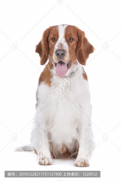史賓格犬