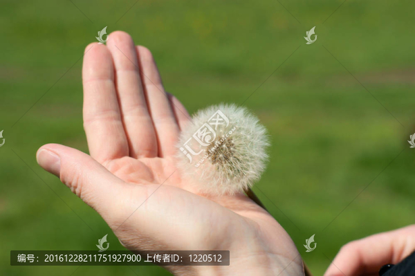 蒲公英吹球頭在手上綠色背景