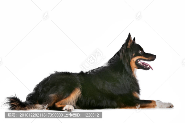 邊境牧羊犬