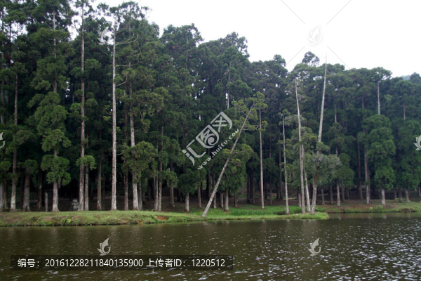 河岸樹(shù)木