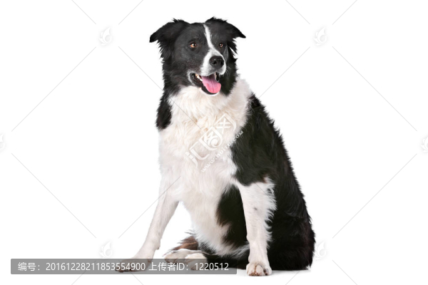 邊境牧羊犬