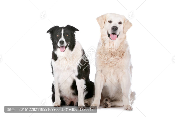 金毛尋回犬、邊境牧羊犬