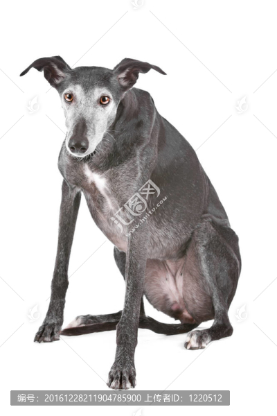 老灰狗
