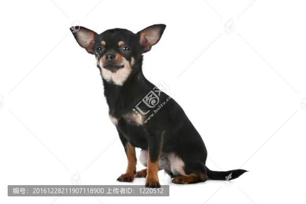 吉娃娃