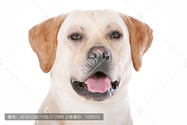 拉布拉多獵犬
