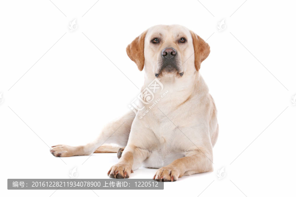 拉布拉多獵犬