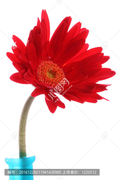 在圓瓶鮮紅色非洲菊