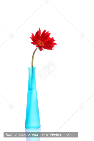 在圓瓶鮮紅色非洲菊