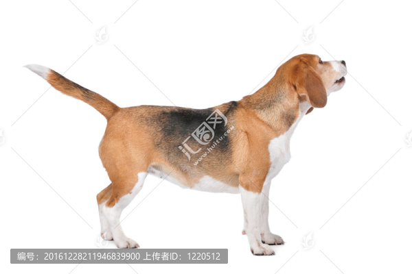 比格犬