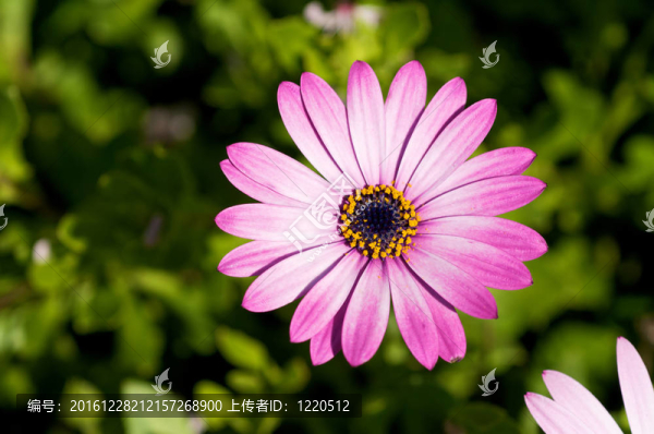 美麗的Pink,Flower