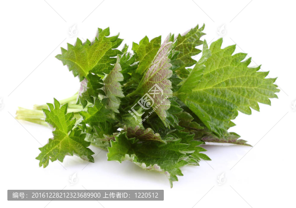年輕的蕁麻