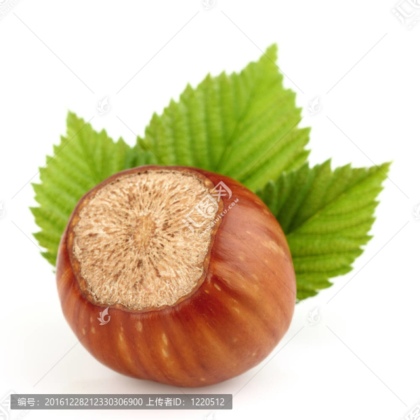 一個榛子葉