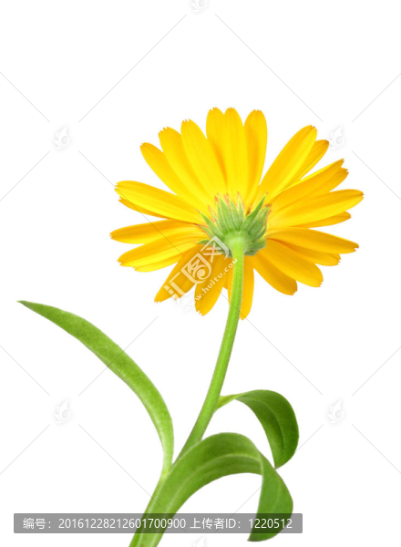 金盞花橙花