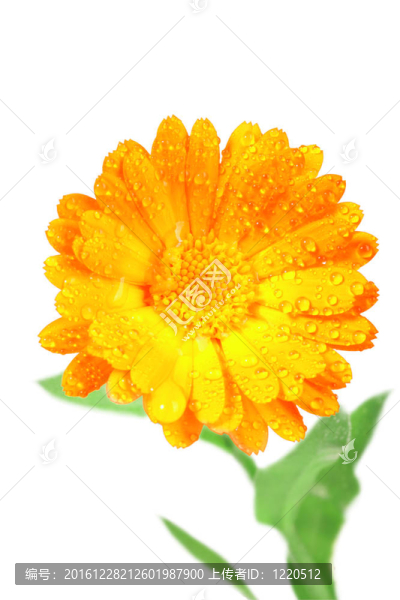 金盞花橙花