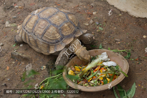 年長(zhǎng)的烏龜在動(dòng)物園。