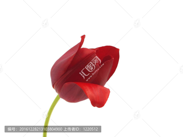 紅色郁金香