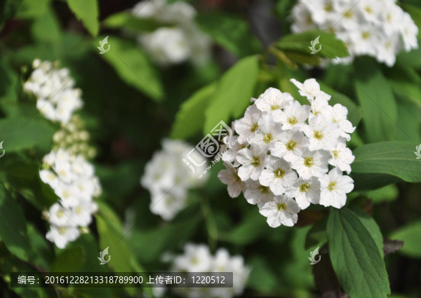 小小的白色的花
