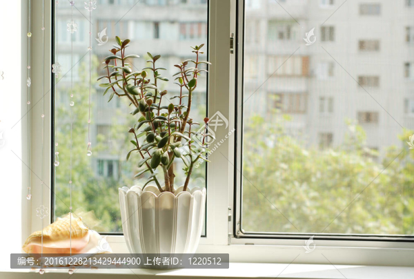 窗口的花盆