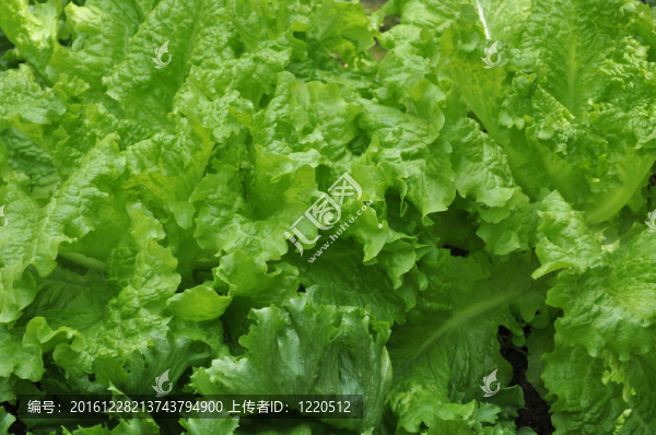 新鮮的生菜