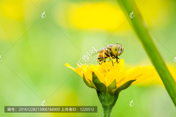 水果文件或花卉文件在綠色的宏觀性質(zhì)