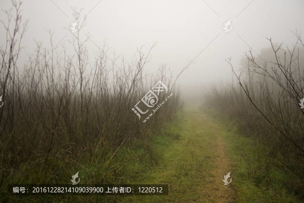 霧籠罩鄉(xiāng)村路