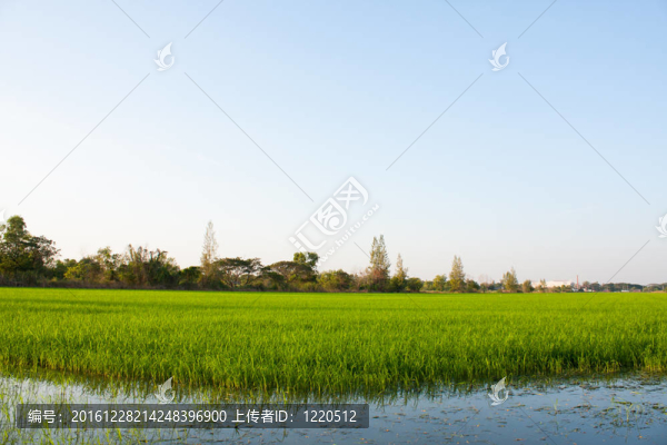 稻田樹木。