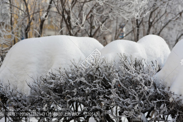 雪在灌木叢中