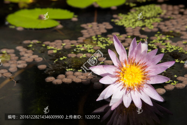 蓮花