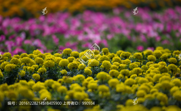 花海,色彩,鮮花