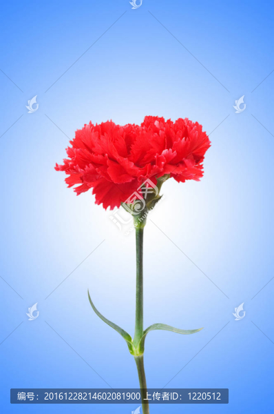 康乃馨花對(duì)漸變背景