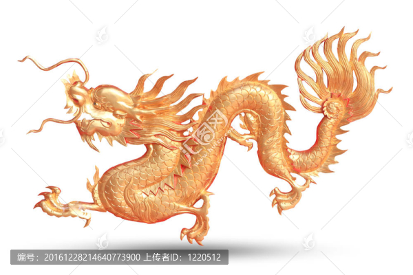 白底金龍