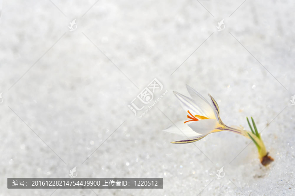雪中的鮮花
