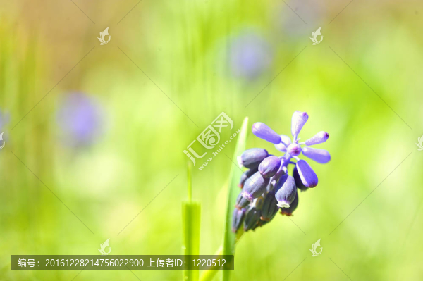 葡萄風(fēng)信子和葡萄風(fēng)信子在春天花園淺景深