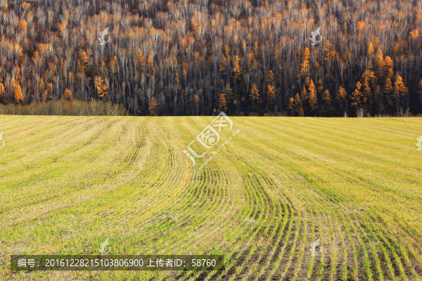 田野白樺林秋景