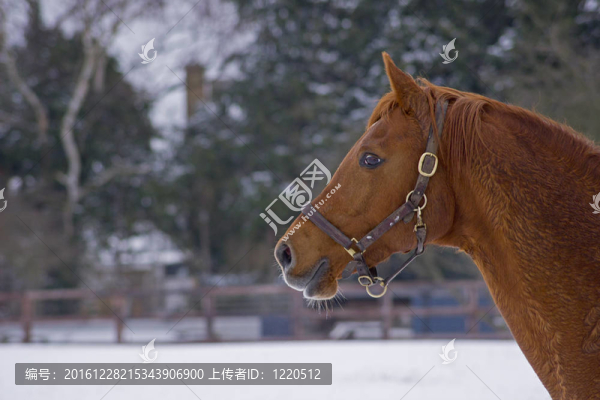馬在雪中