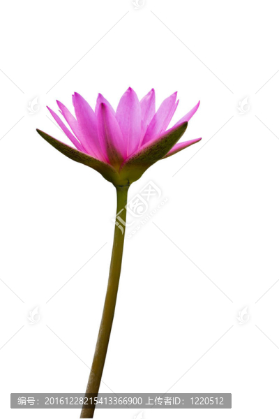 美麗的粉紅色蓮花白色