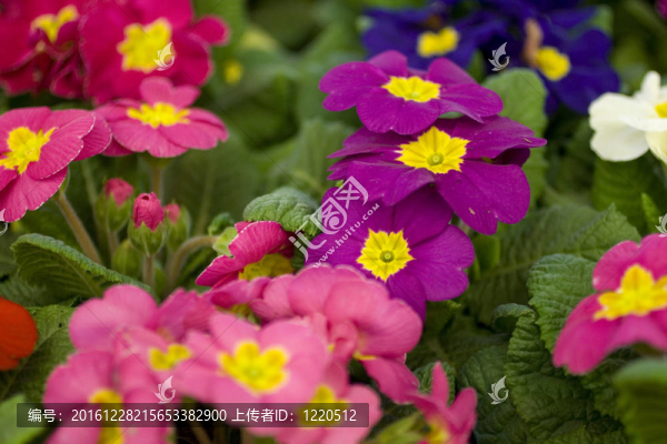 報(bào)春花