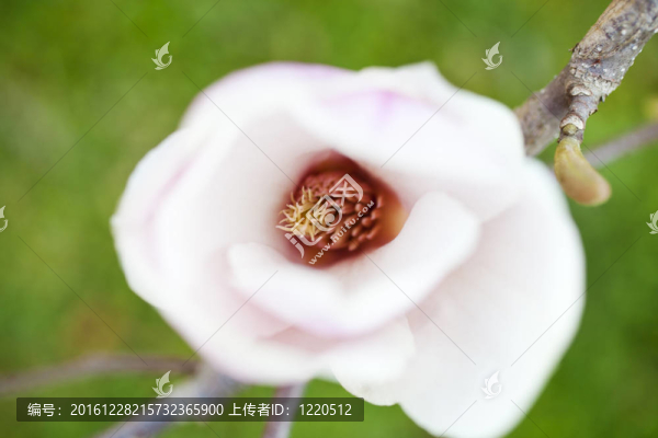 白玉蘭