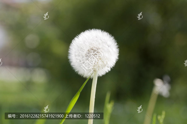 蒲公英